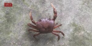 Nằm Mơ Thấy Cua đánh Số Gì