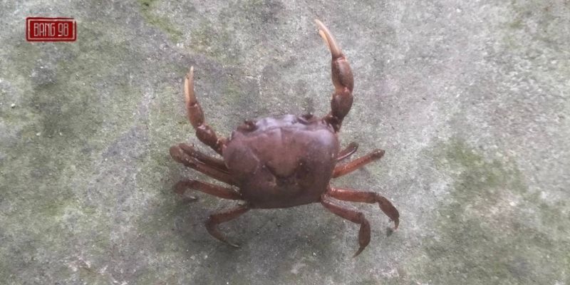 Nằm Mơ Thấy Cua đánh Số Gì